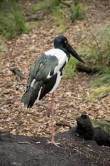 black  necked stork