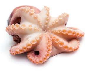 Octopus on isolated white background