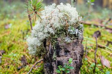 gray moss grows on a stump