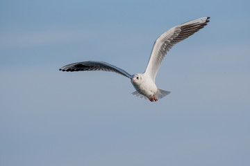 Seagulls are flying in sky over the sea