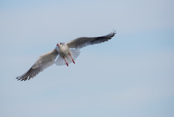 Seagulls are flying in sky over the sea