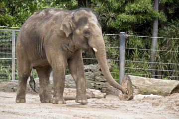 Naklejka premium young elephant