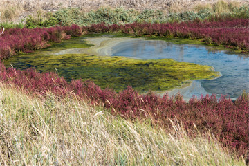 Paysage naturel des salines sur l'île de Ré