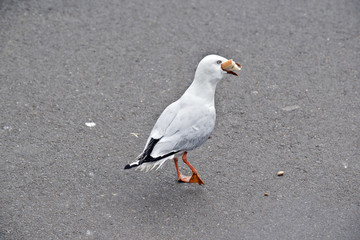 Naklejka premium seagull