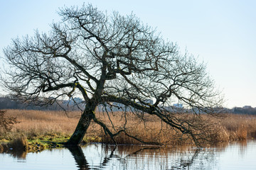 Obraz premium Bare tree reaching out into the water from the shore.