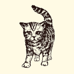 Kitten, hand drawn doodle sketch, isolated vector outline illustration