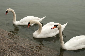 Three swans in river waters close to stone steps river banks