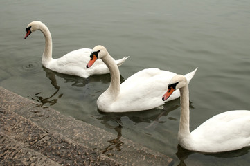 Three swans in river waters close to stone steps river banks