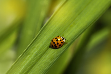 ladybird on the grass