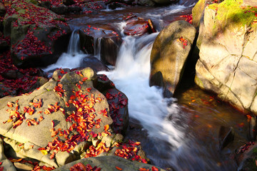 Waterfall in the autumn beech forest