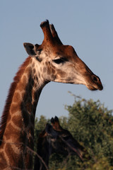 Obraz premium Giraffe turned her head to the right. South Africa
