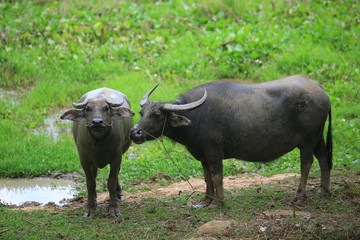 buffalo in cambodia