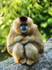 Blonder Gibbon