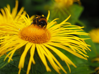 Bumblebee on yellow flower