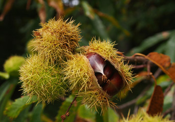 Chestnut and spikes