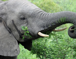 Elephant eating acacia. South Africa