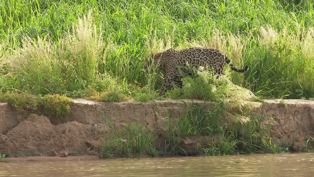 Jaguar (Panthera onca) hunting along riverbank, in the Pantanal wetlands, Brazil
