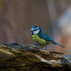 Fototapeta premium Wildlife photo, eurasian blue tit standing on fallen old wood, Slovakia forest, Europe