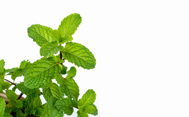 Close up Peppermint planted in pots on white background.