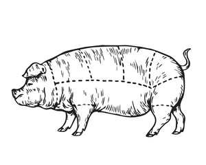 Vintage Hand Drawing Pork Meat Butcher Cut Part Sketch