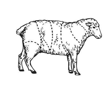 black and white sheep cuts diagram clip art preview