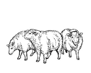 Vintage Hand Drawing Muslim Animal Qurban Group Sketch - Sheep