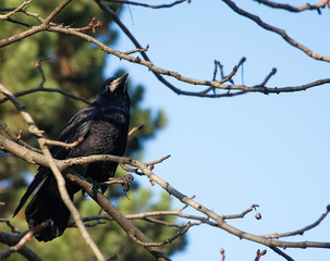 A black raven sitting on the bare branches of tree with fur trees and blue sky at the background   ...