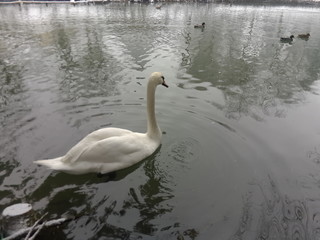 swan on the lake. winter