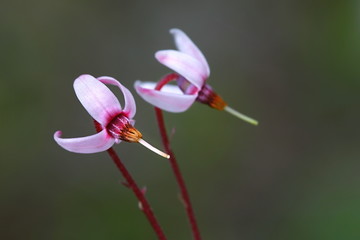 Cranberry flowers