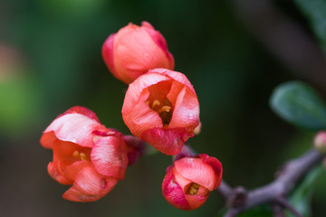 Red flowering quince