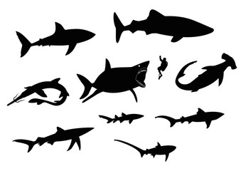 sharks compared to humans