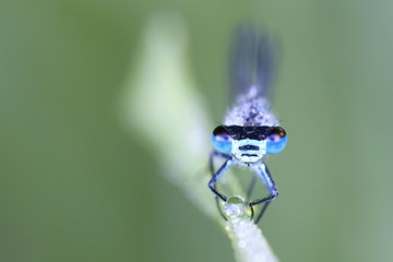 Variable damselfly or bluet