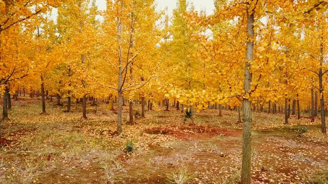 Autumn, yellow ginkgo trees. Aerial video video
Mount Lu scenic area in Jiangxi, China