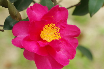 Fototapeta premium サザンカ