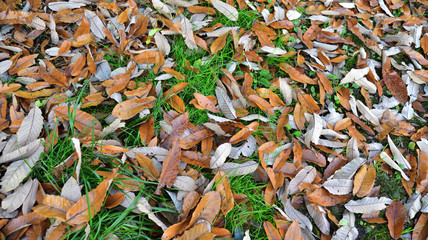 初冬・散策、自然道