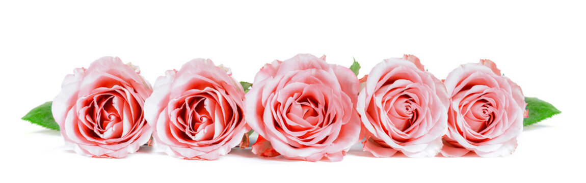 Roses in a row isolated on white background. Panoramic image