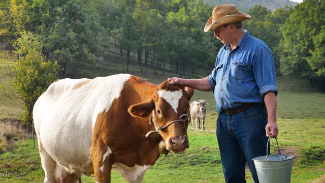 farmer-cow-photos-royalty-free-images-graphics-vectors-videos