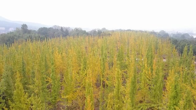 Autumn, yellow ginkgo trees. Aerial video video
Mount Lu scenic area in Jiangxi, China