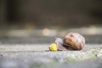 Snail