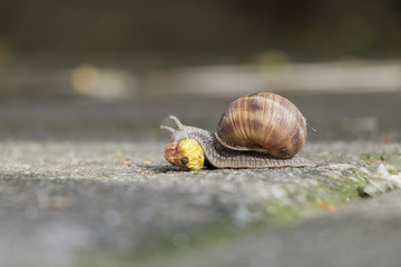 Snail