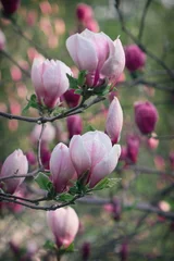 Foto op Canvas garden with pink Magnolia close up © tillottama