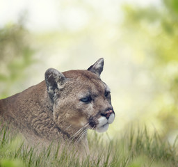Florida panther or cougar