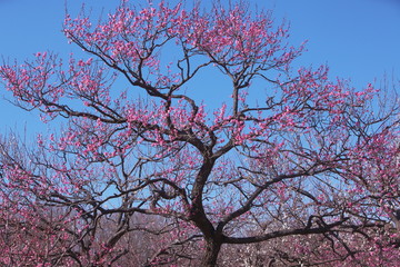満開となった梅林