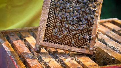 The beekeeper looks after bees, honeycombs, a lot of honey, in a protective beekeeper's beast. Concept: bee hive, pure natural product, useful product, yellow golden honey, swarm of bees, hardworking