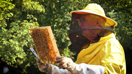 The beekeeper looks after the bees, the honeycomb, in the protective beekeeper's beekeeper, bee's house. Concept: bee hive, pure natural product, useful product, yellow golden honey, swarm of bees.