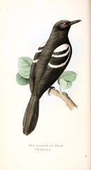Eurasian magpie
