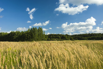 Wild and tall grass in a meadow in front of the forest
