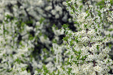 bird cherry blossoms
