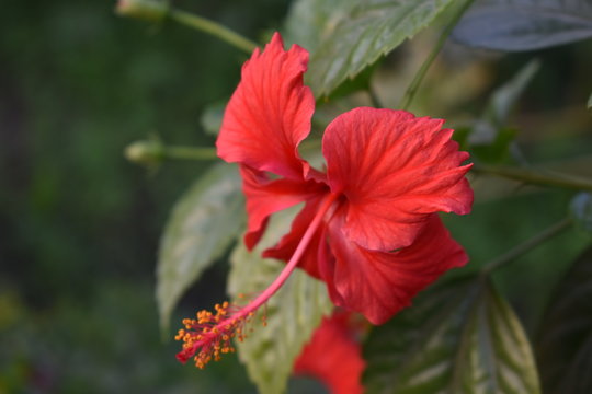 beautiful hibiscus flwer