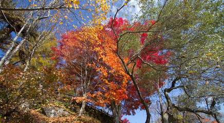 The colorful foliage at the lakeside in autumn.